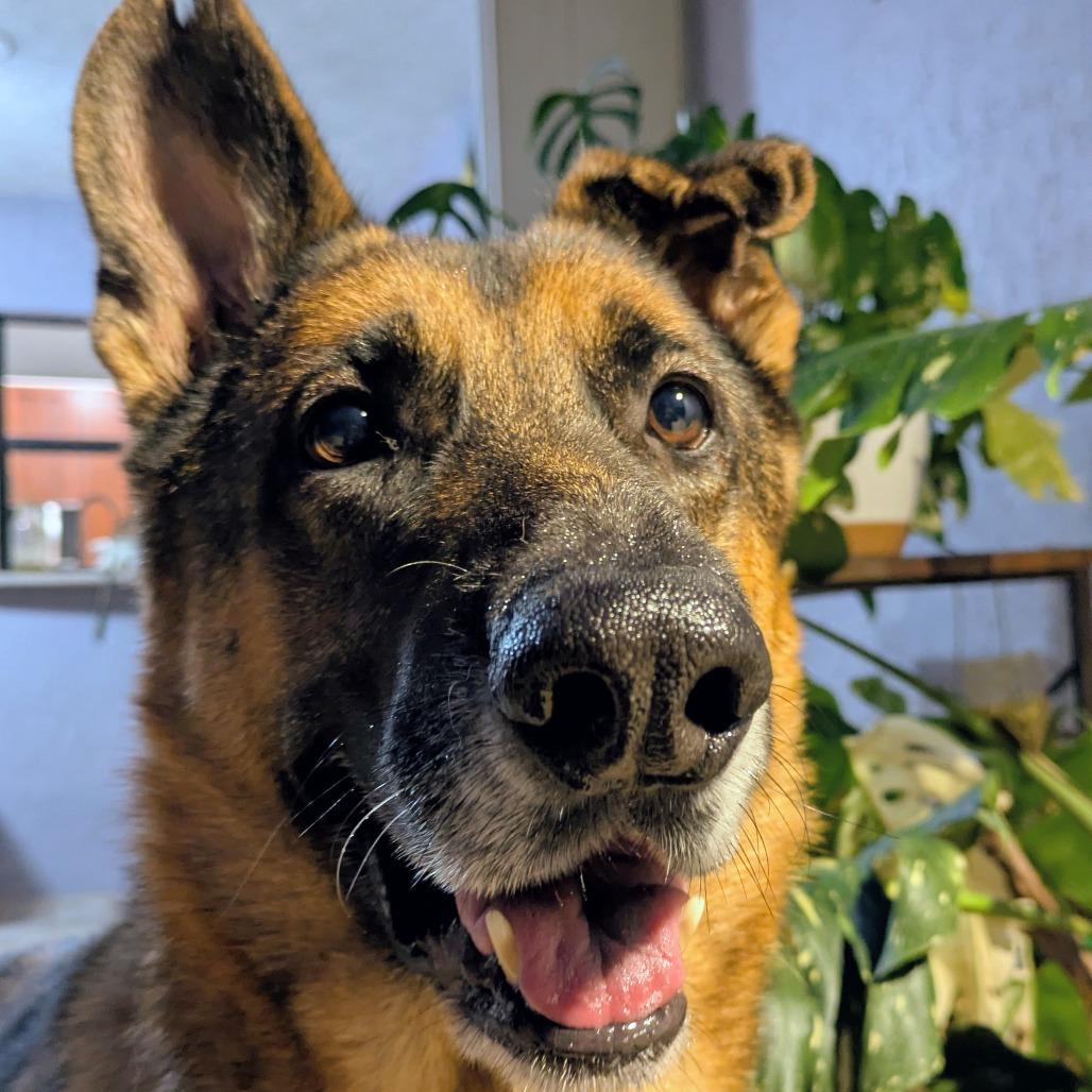 TRIGGER, Adoptable, Senior Male German Shepherd Dog & Mixed Breed.