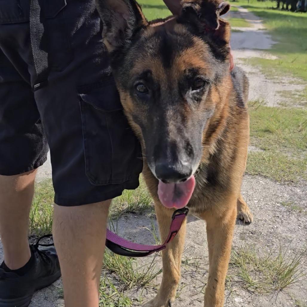 Enlarge TRIGGER, a Adoptable mixed breed in Indiantown, FL image 4/6