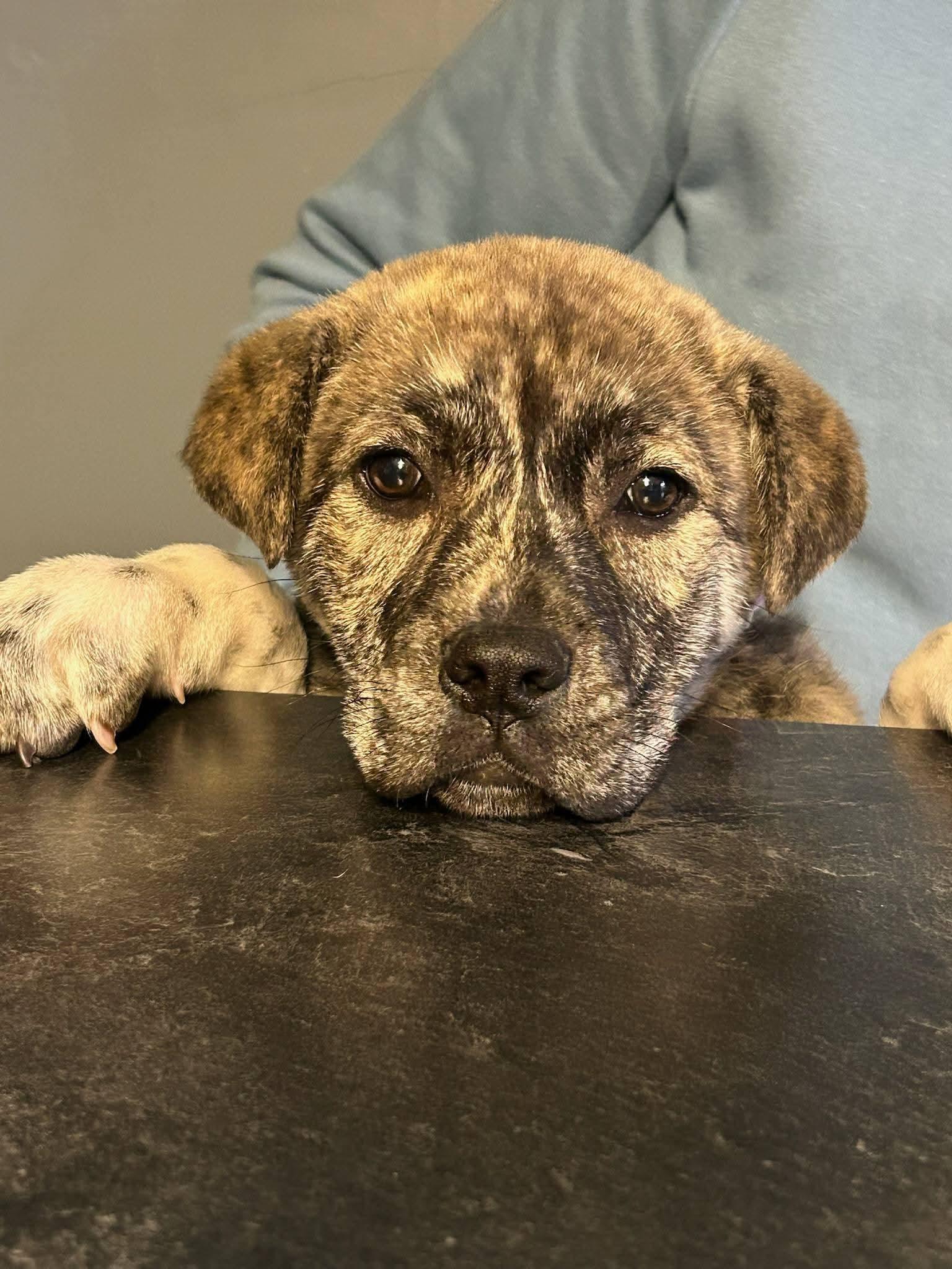 Tess, adopted, Puppy Female Mountain Cur.