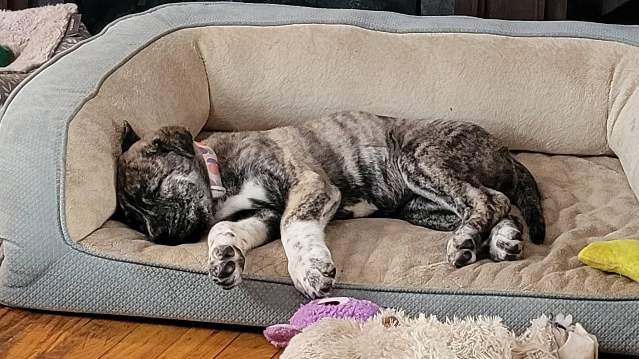 Enlarge Tess, an adopted mixed breed in Salamanca, NY image 3/4