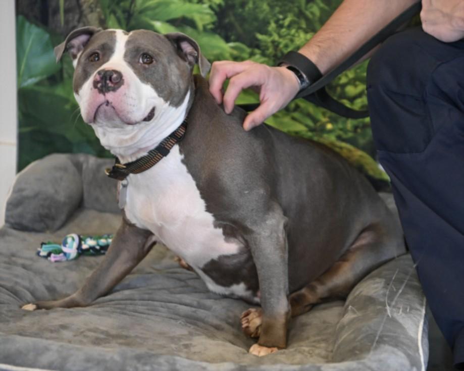 Enlarge KWEEN, a Adoptable Staffordshire Bull Terrier in Chapel Hill, NC image 1/1