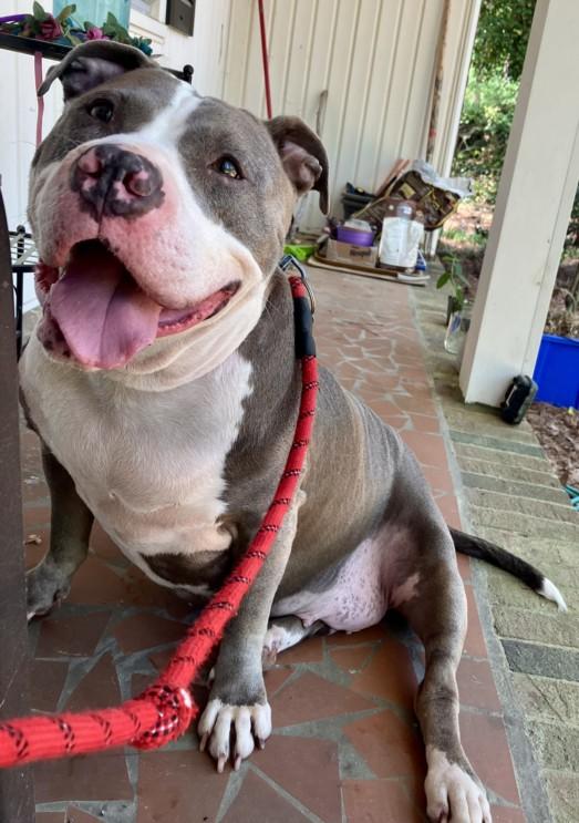KWEEN, Adoptable, Adult Female American Staffordshire Terrier.