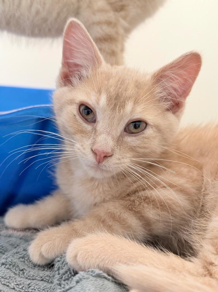 Glider, Adoptable, Kitten Male Domestic Short Hair.