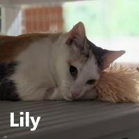Lily, Adoptable, Adult Female Calico.