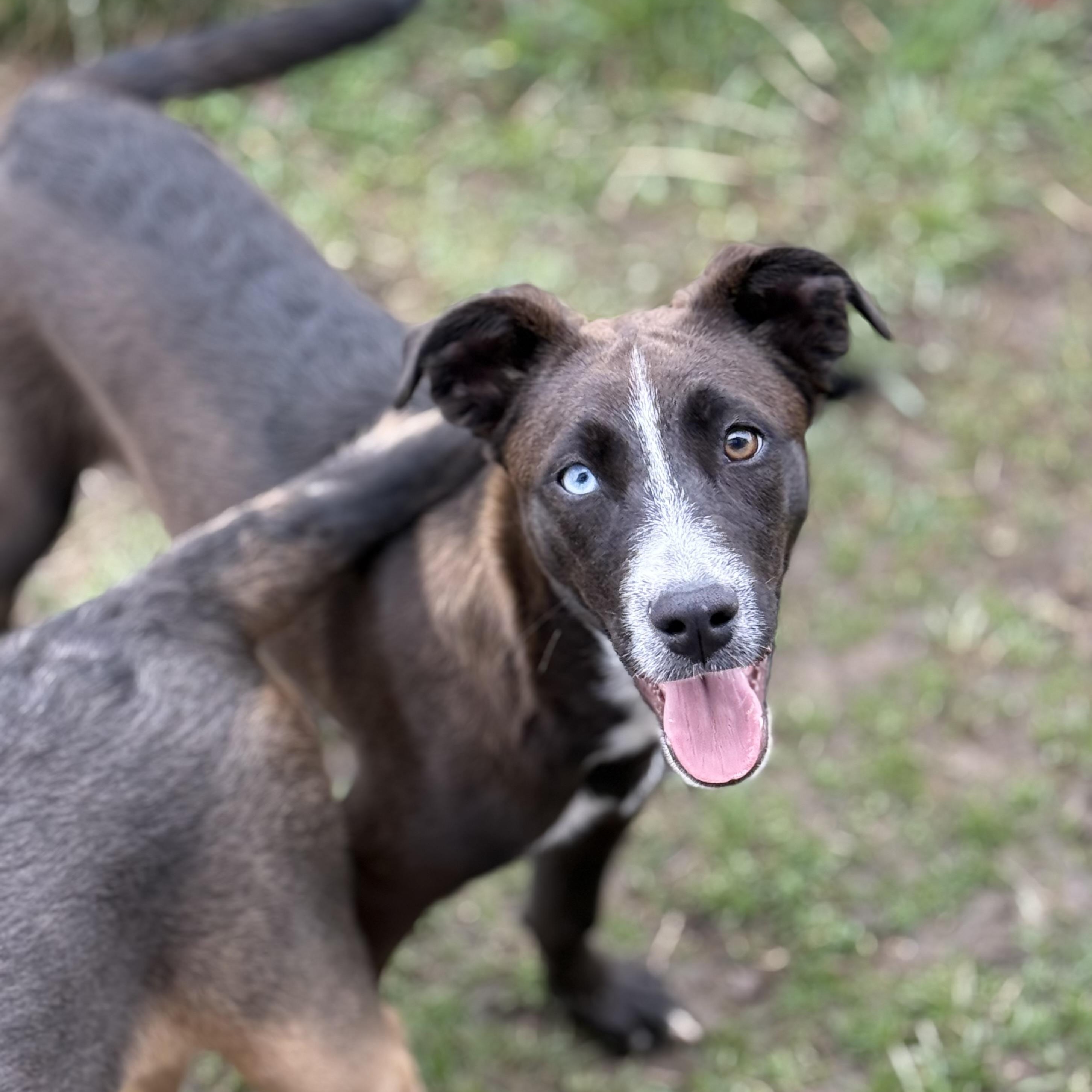 Enlarge Judy, a Adoptable mixed breed in Glenolden, PA image 6/6