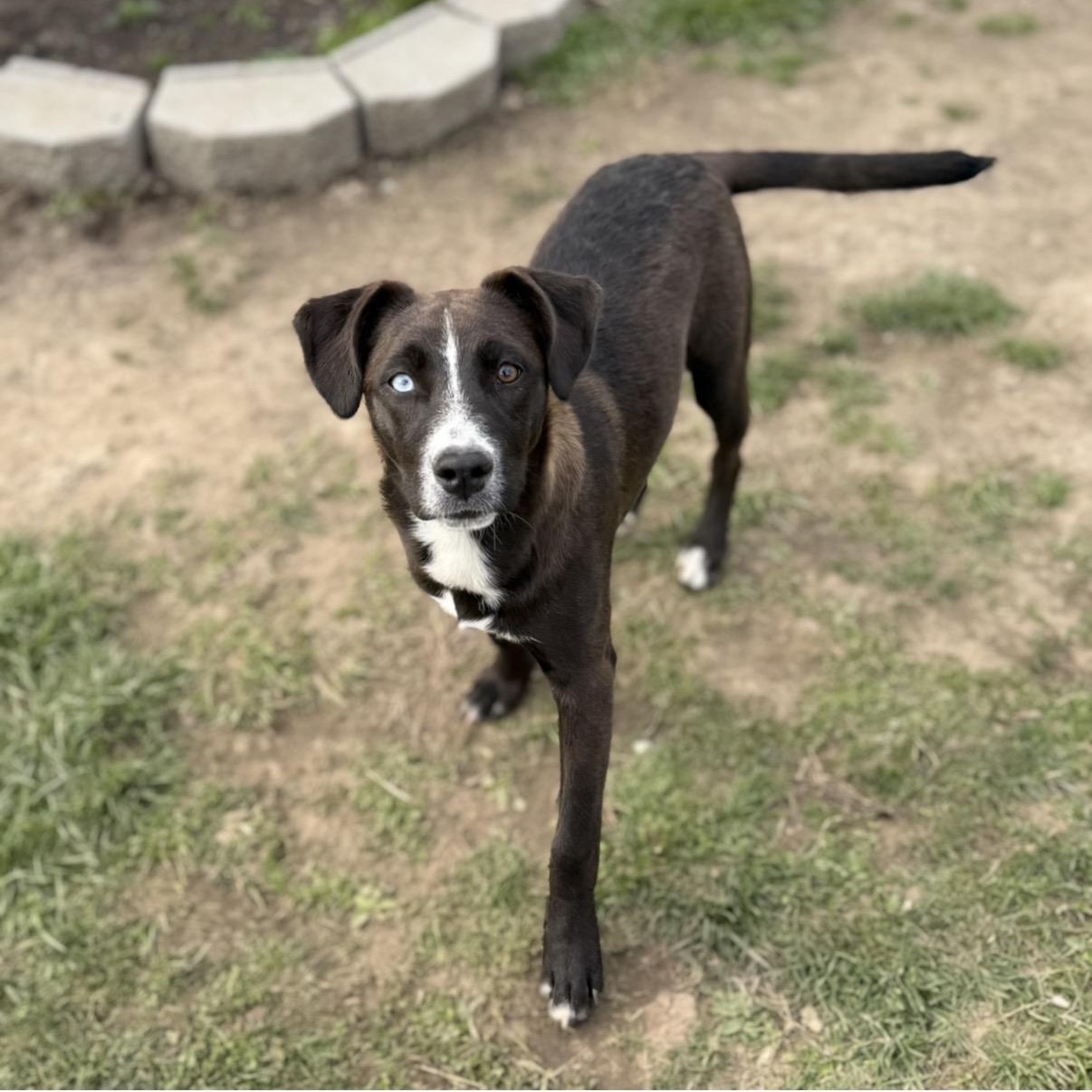 Enlarge Judy, a Adoptable mixed breed in Glenolden, PA image 2/6