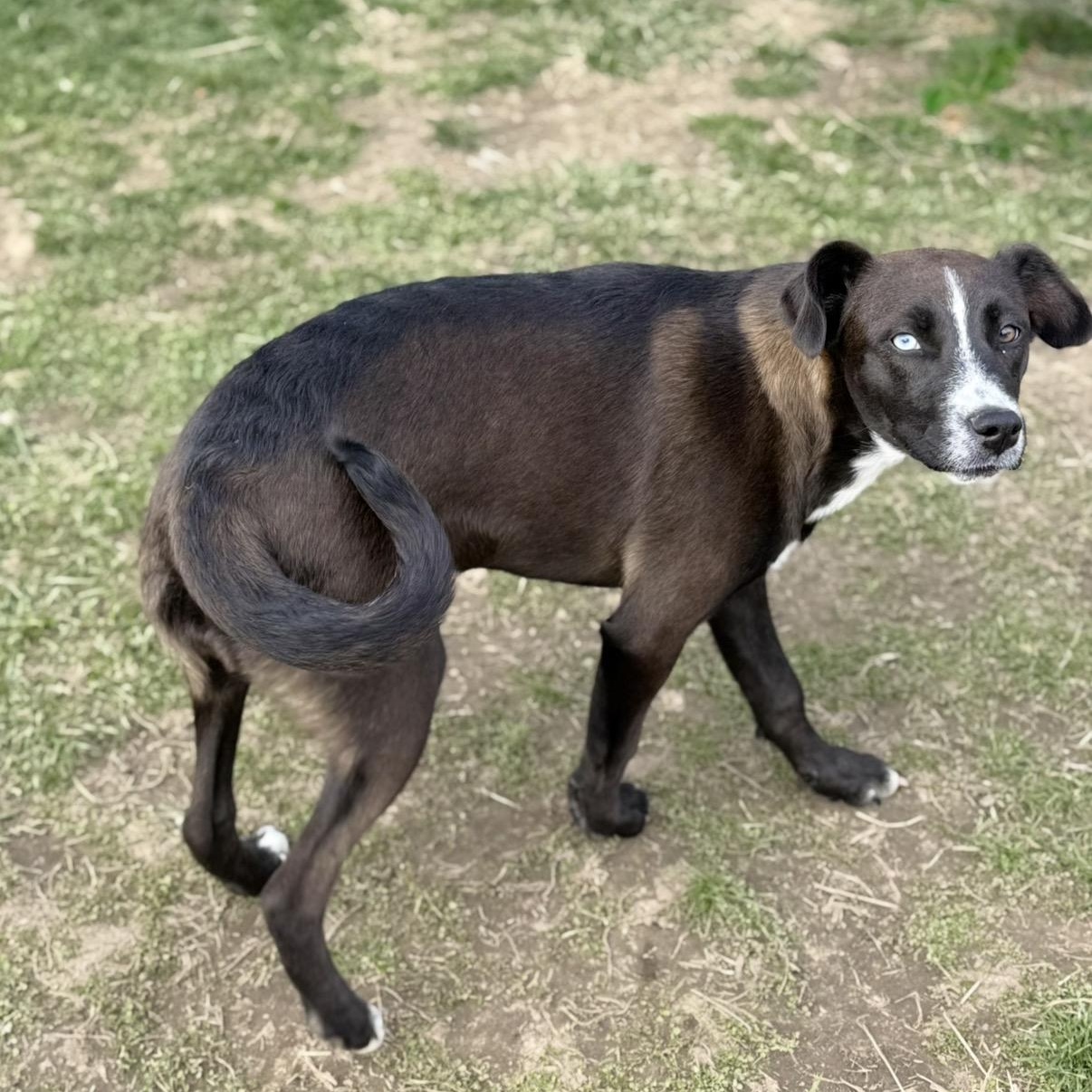 Enlarge Judy, a Adoptable mixed breed in Glenolden, PA image 4/6
