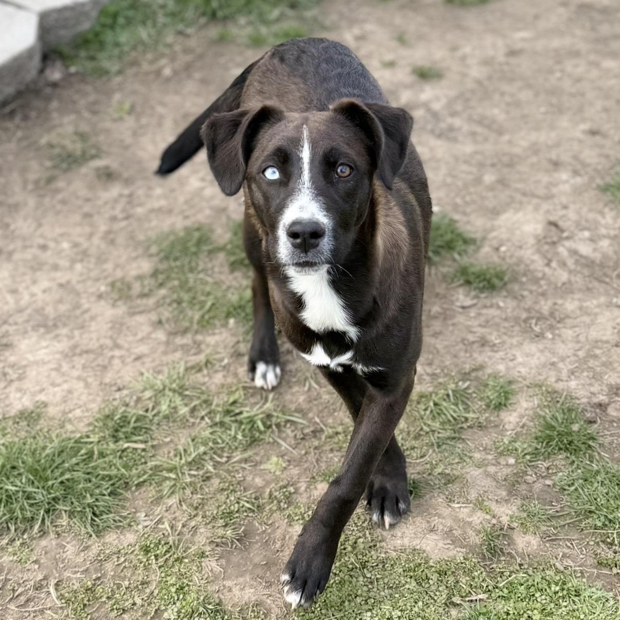 Enlarge Judy, a Adoptable mixed breed in Glenolden, PA image 3/6