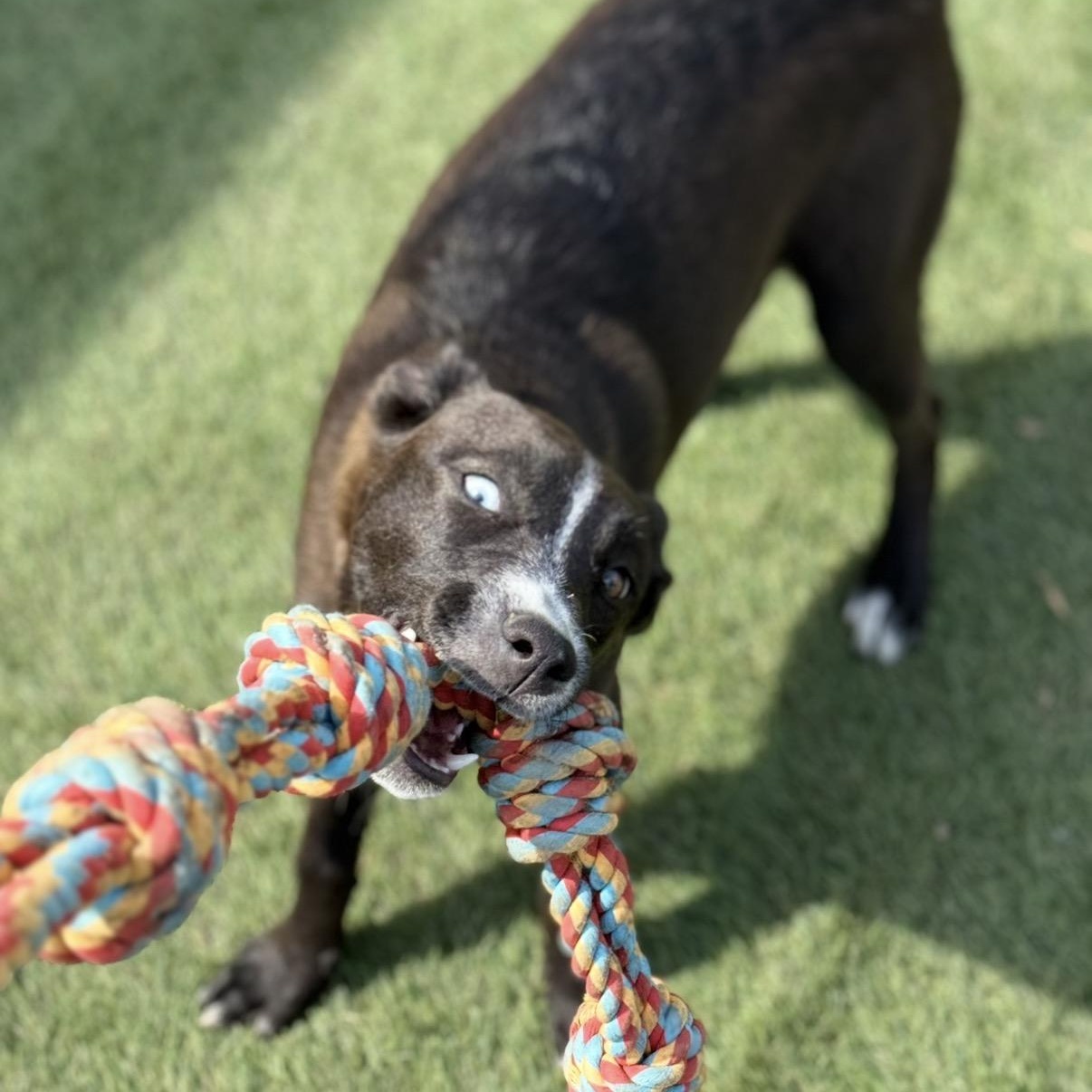 Enlarge Judy, a Adoptable mixed breed in Glenolden, PA image 5/6