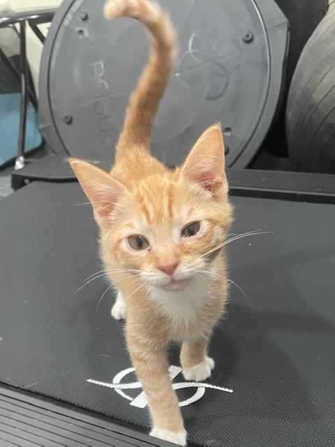 Enlarge Albie (The Newest Birds Litter), an adopted mixed breed in Baltimore, MD image 1/1