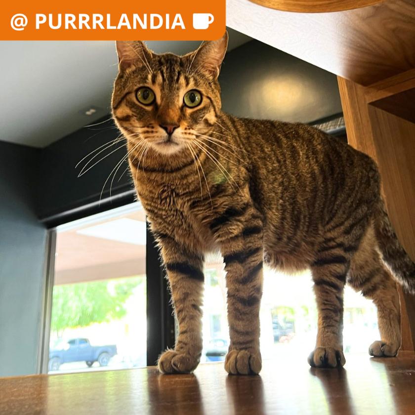 Clover, Adoptable, Adult Male Domestic Short Hair.