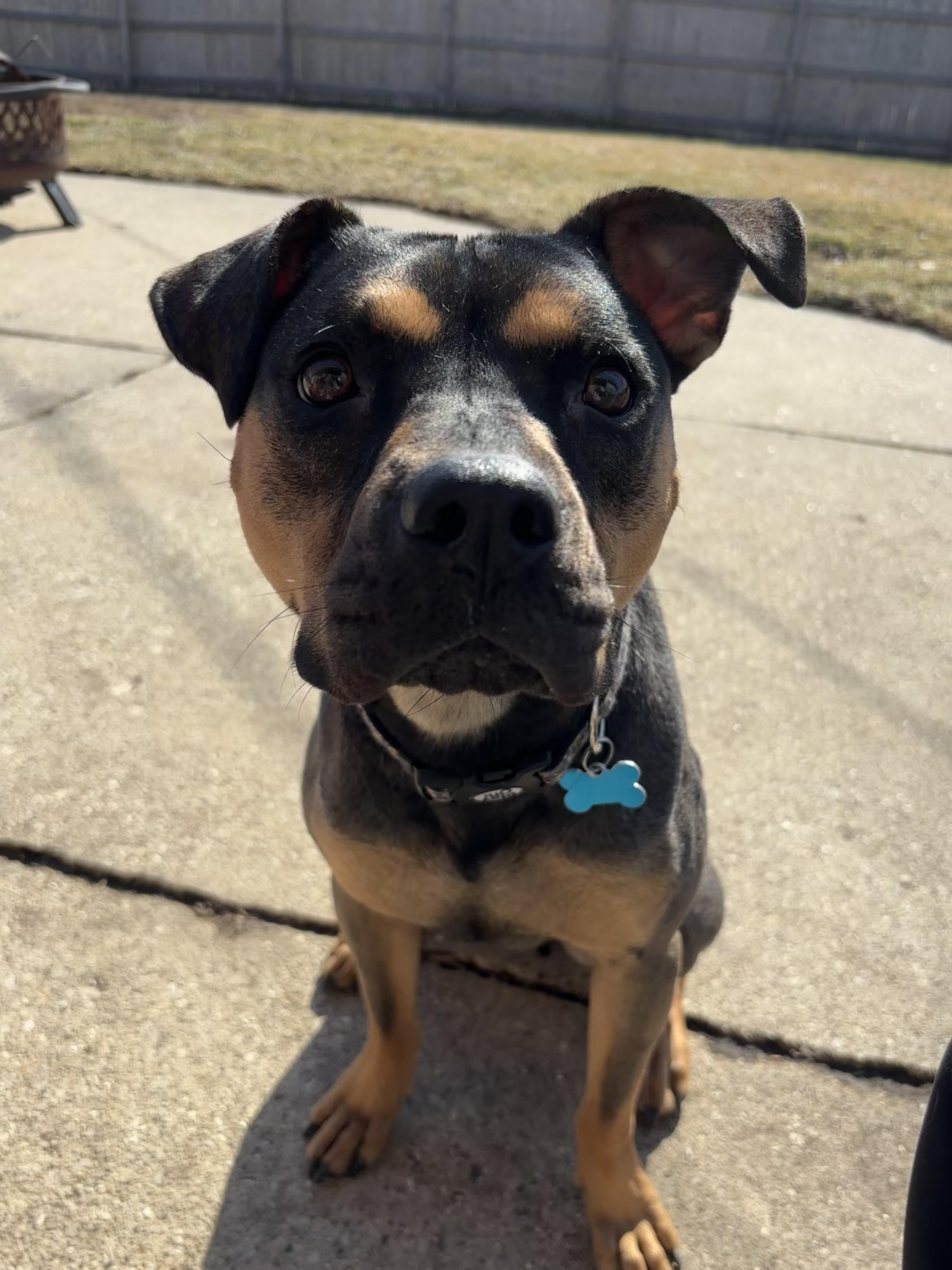 Enlarge Snickers, a Adoptable mixed breed in Joliet, IL image 5/6