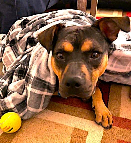 Enlarge Snickers, a Adoptable mixed breed in Joliet, IL image 2/6