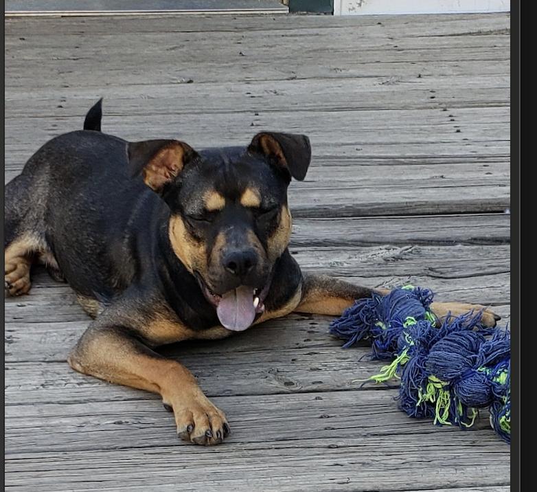 Enlarge Snickers, a Adoptable mixed breed in Joliet, IL image 4/6