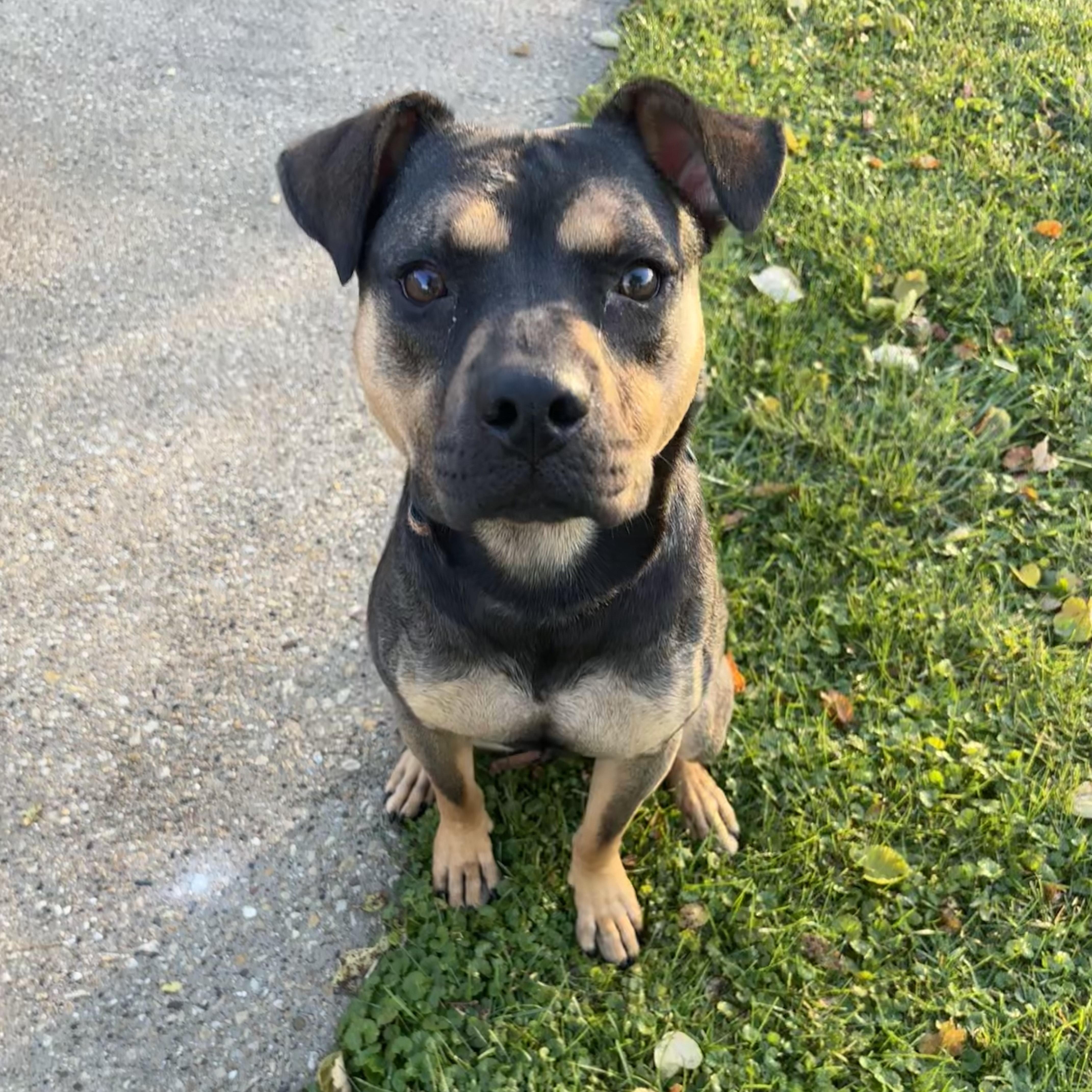 Enlarge Snickers, a Adoptable mixed breed in Joliet, IL image 3/6