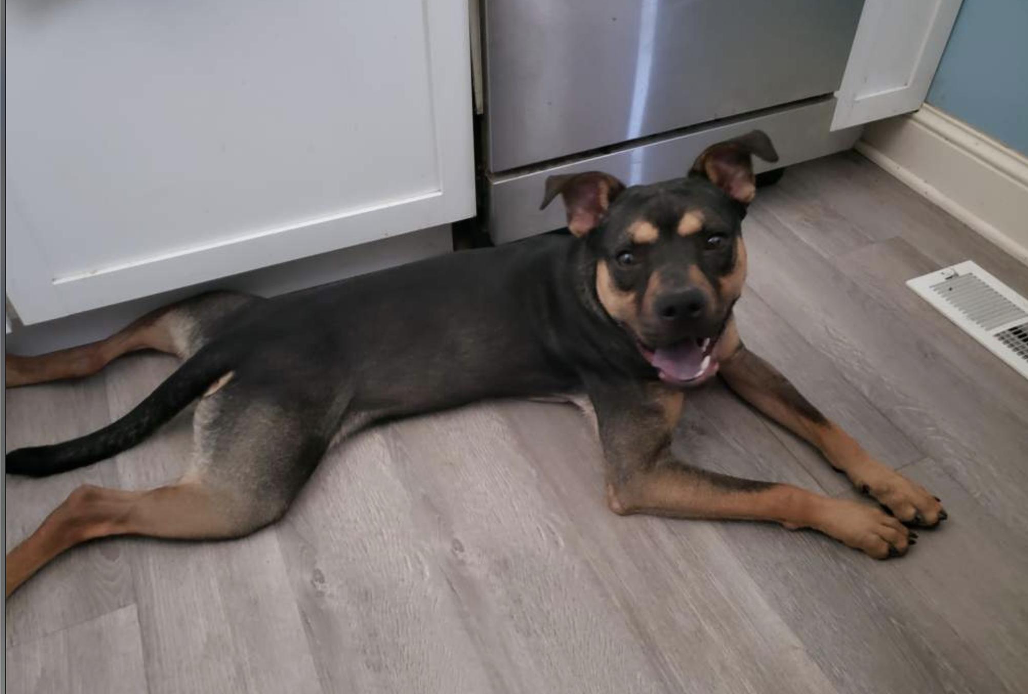 Enlarge Snickers, a Adoptable mixed breed in Joliet, IL image 6/6