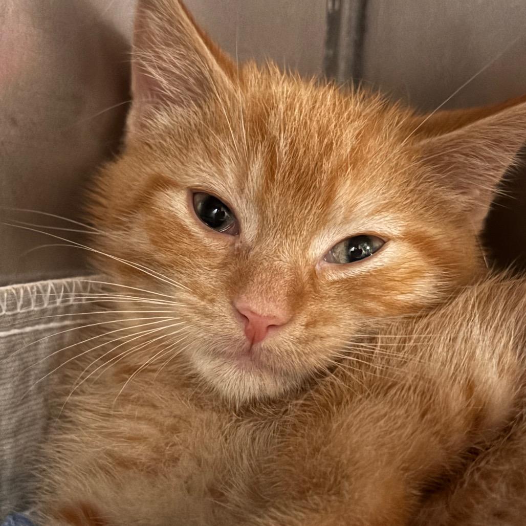 Enlarge Juno 45C26, a Adoptable Domestic Short Hair in Napoleon, OH image 2/6