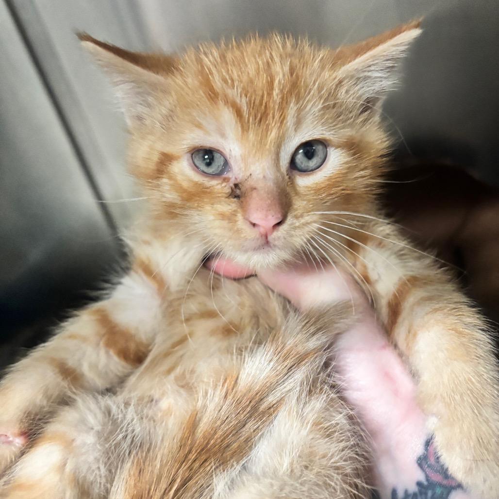 Enlarge Juno 45C26, a Adoptable Domestic Short Hair in Napoleon, OH image 4/6