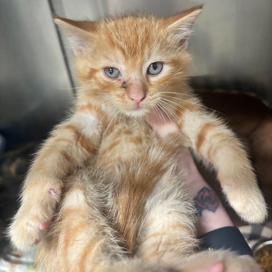 Enlarge Juno 45C26, a Adoptable Domestic Short Hair in Napoleon, OH image 5/6