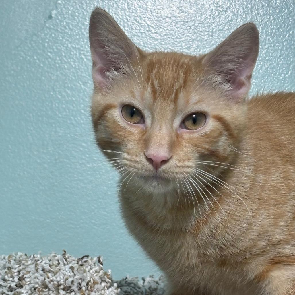 Enlarge Juno 45C26, a Adoptable Domestic Short Hair in Napoleon, OH image 6/6