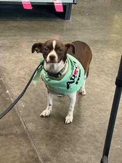 Sweet Pea, Adoptable, Adult Female Chiweenie.