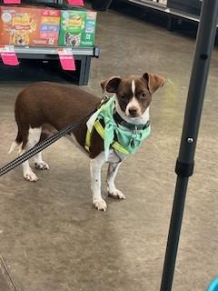 Enlarge Sweet Pea, a Adoptable Chiweenie in Weatherford, TX image 2/3