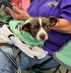 Enlarge Sweet Pea, a Adoptable Chiweenie in Weatherford, TX image 3/3