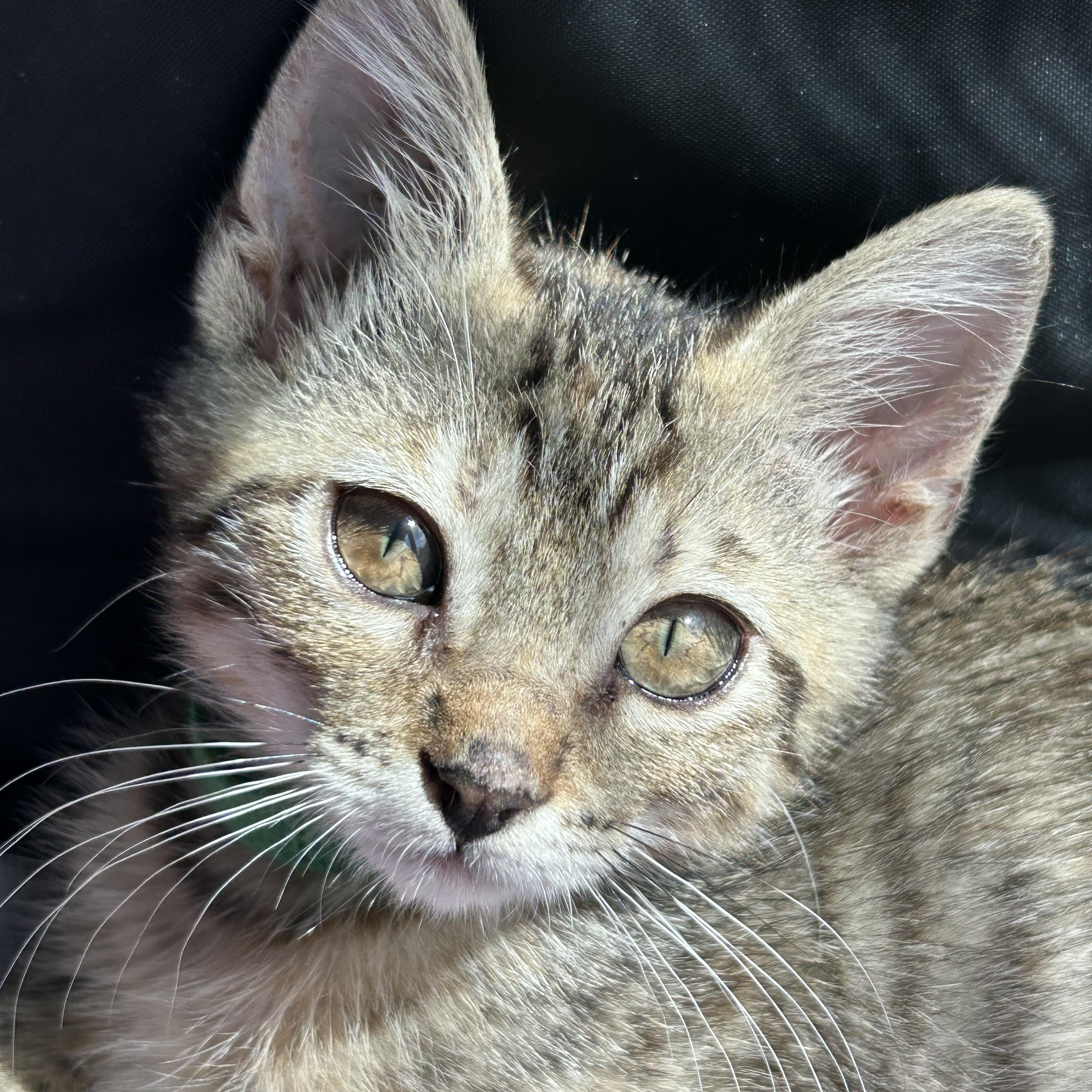 Penny, Baby Female unknown