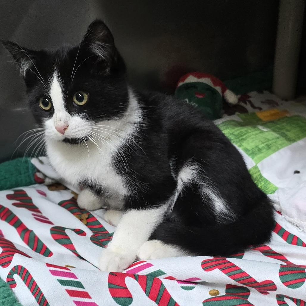 Enlarge Mini Man 25-1773, a Adoptable Domestic Short Hair in Yanceyville, NC image 1/1