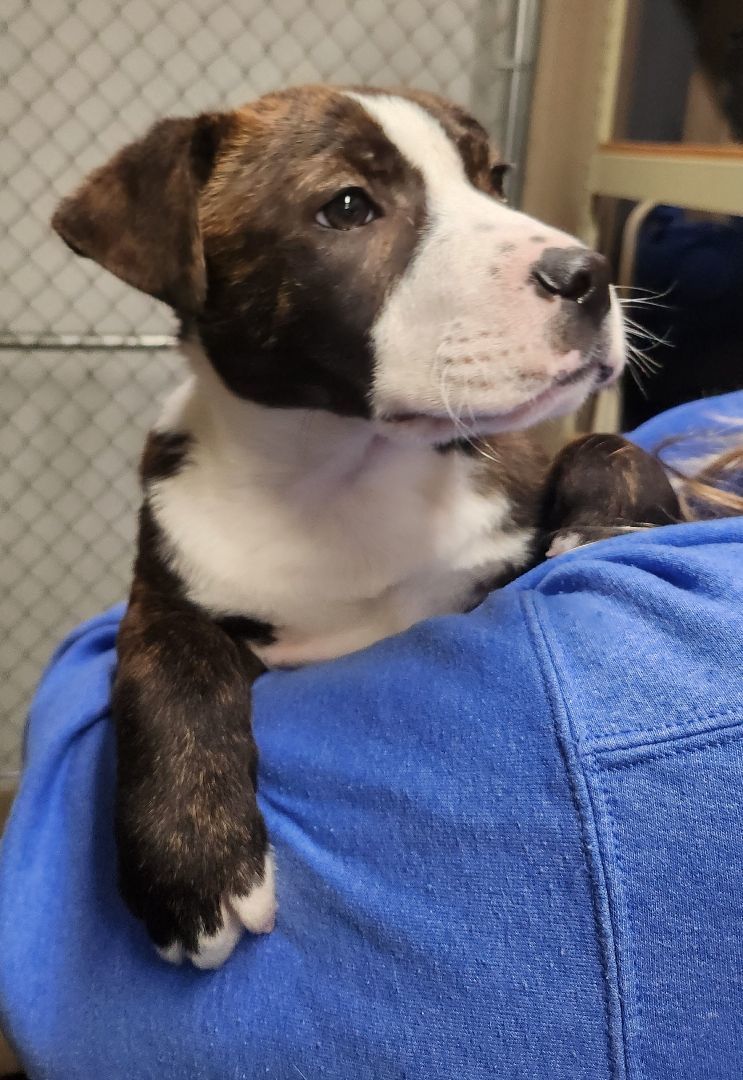 Enlarge Romeo, a Adopted mixed breed in Mathiston, MS image 1/3