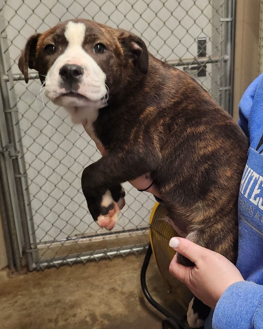 Enlarge Romeo, a Adopted mixed breed in Mathiston, MS image 2/3