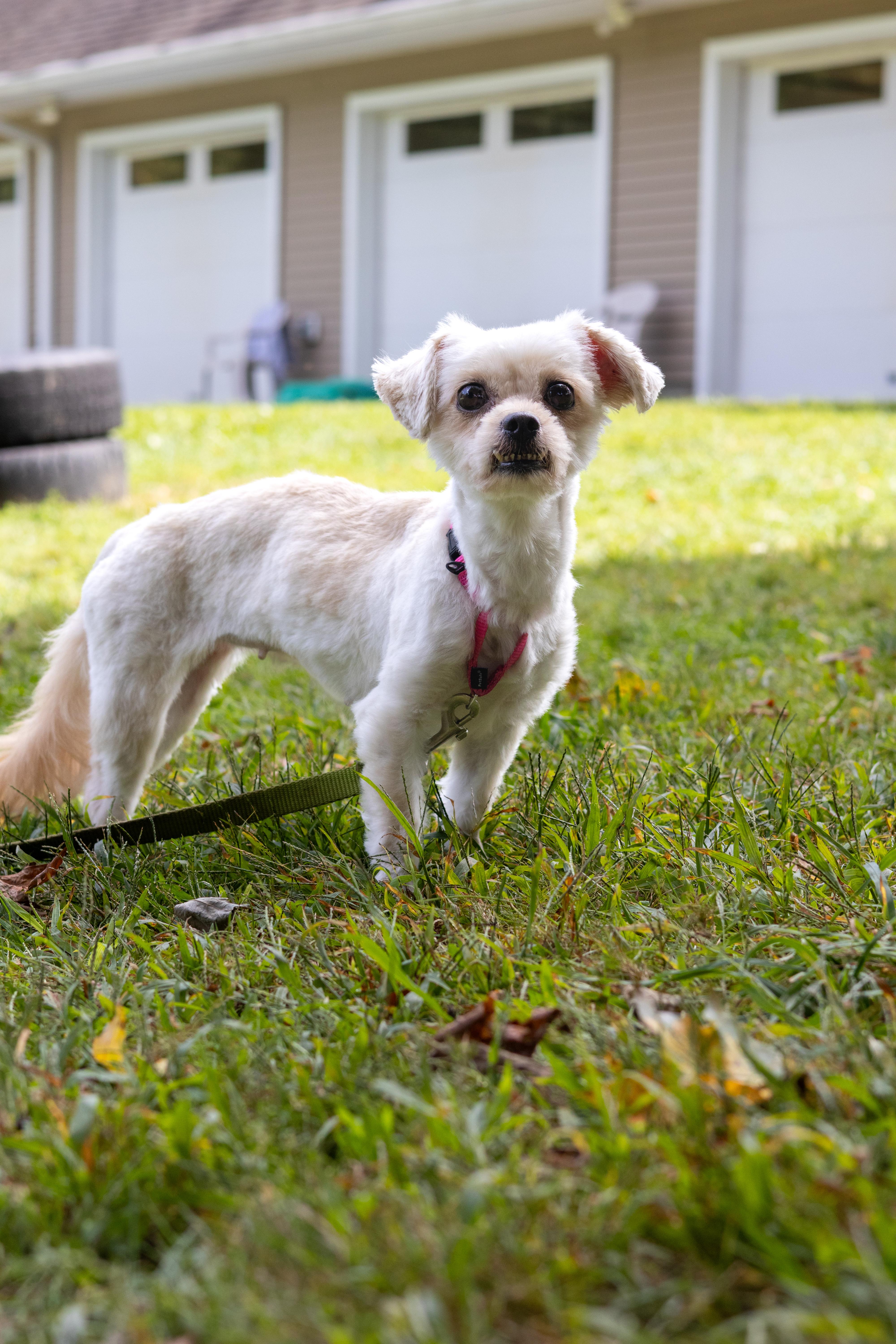 Leila, Adoptable, Adult Female Maltese & Chihuahua.