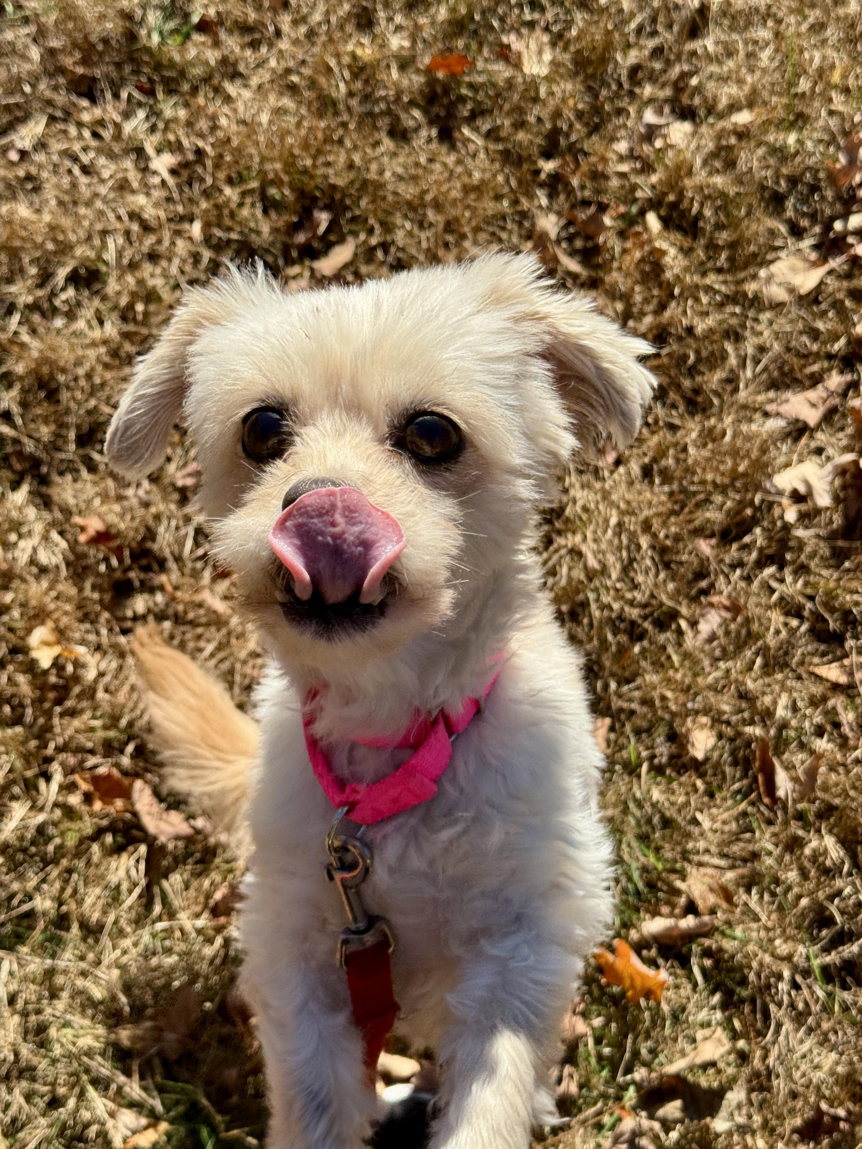 Enlarge Leila, a Adoptable mixed breed in Terryville, CT image 2/6