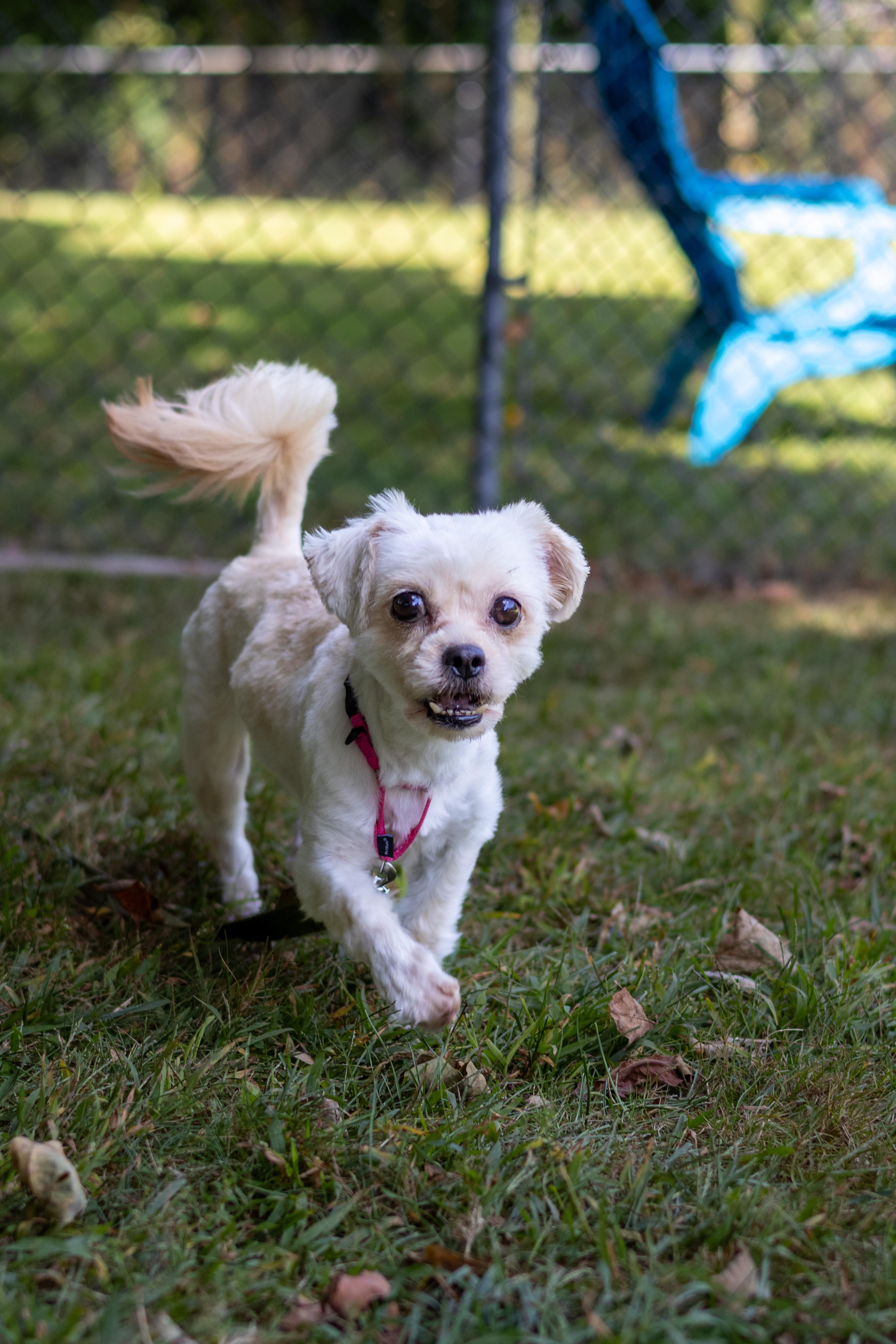 Enlarge Leila, a Adoptable mixed breed in Terryville, CT image 6/6