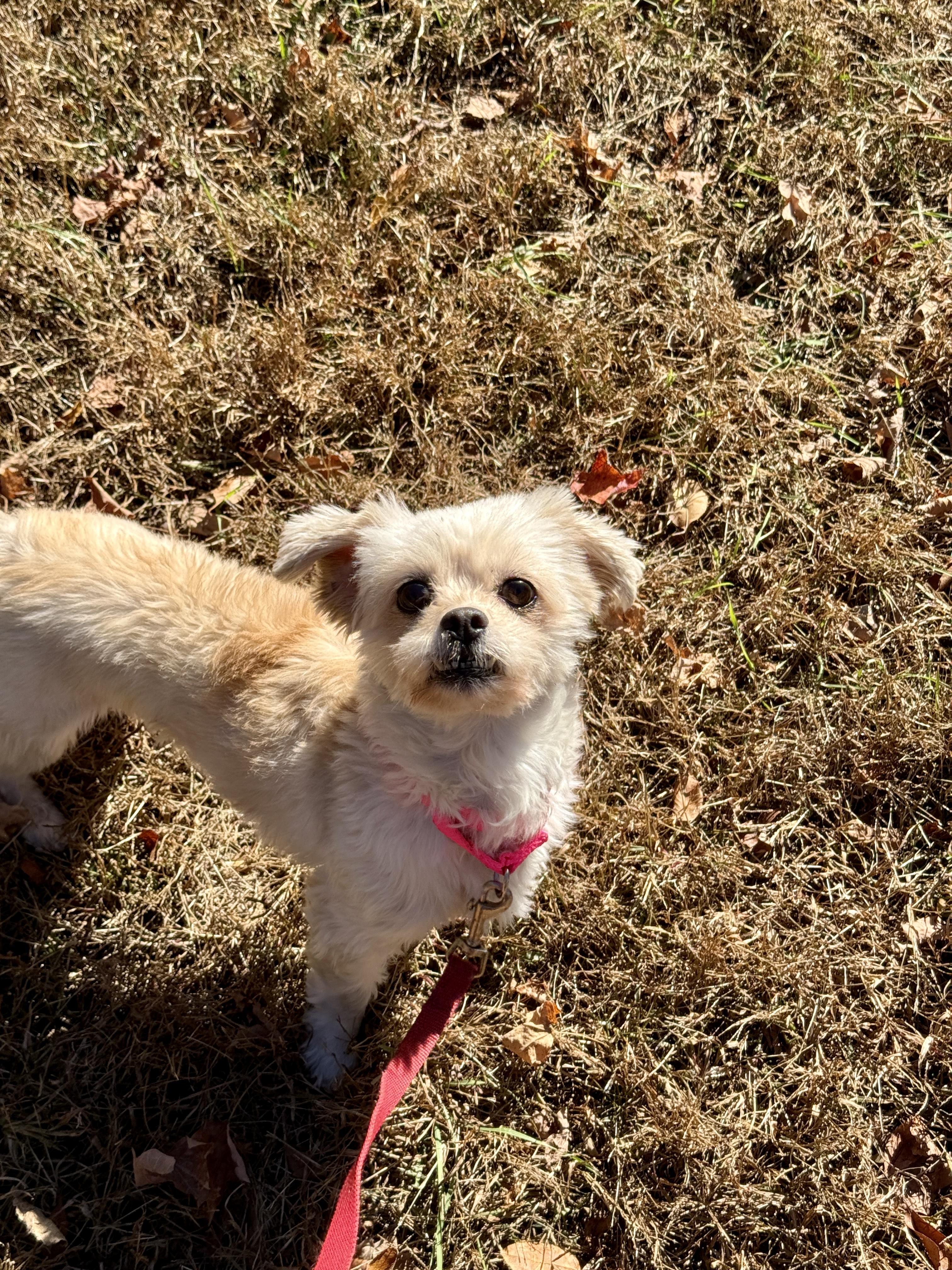 Enlarge Leila, a Adoptable mixed breed in Terryville, CT image 3/6