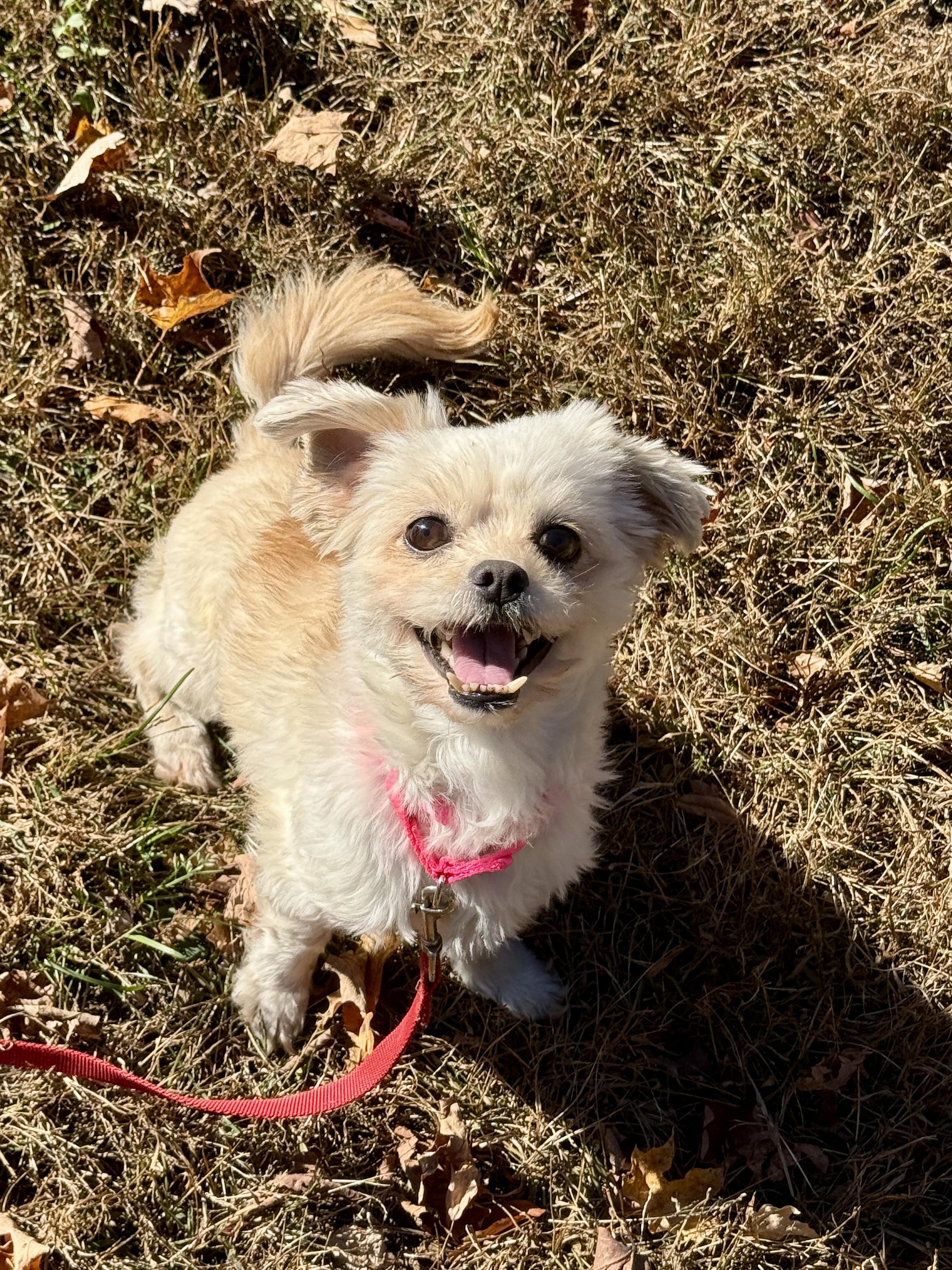 Enlarge Leila, a Adoptable mixed breed in Terryville, CT image 4/6