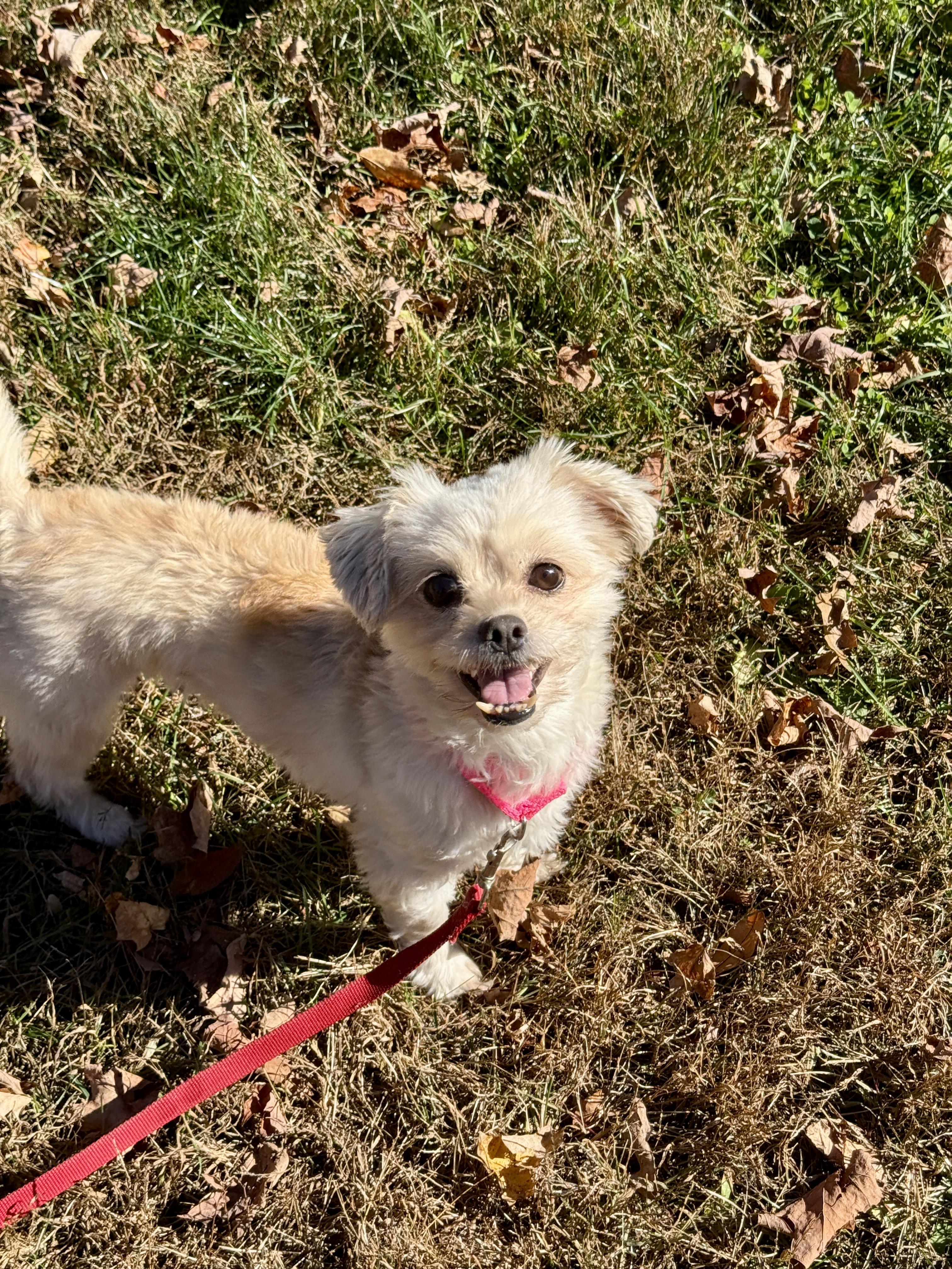 Enlarge Leila, a Adoptable mixed breed in Terryville, CT image 5/6