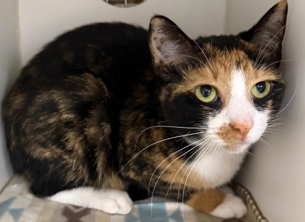 Sophia, Adoptable, Adult Female Domestic Short Hair.