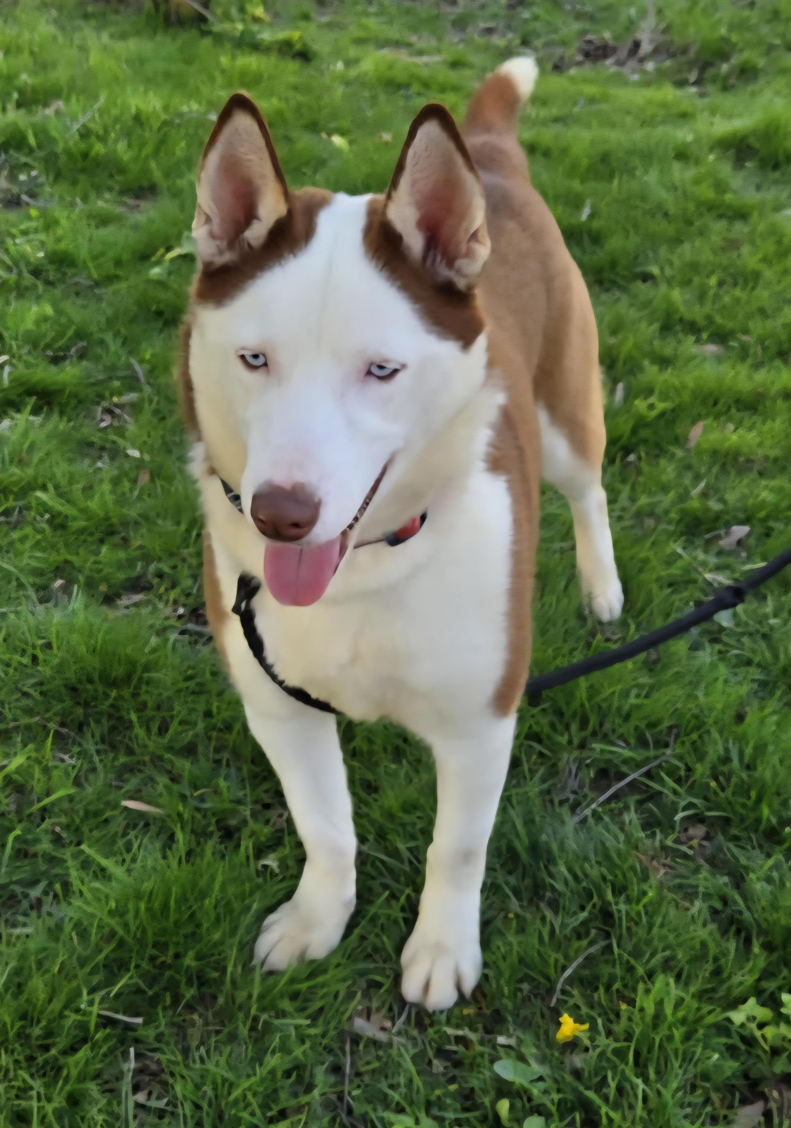 Rosie, a Adoptable mixed breed in Seville, OH image 1/3