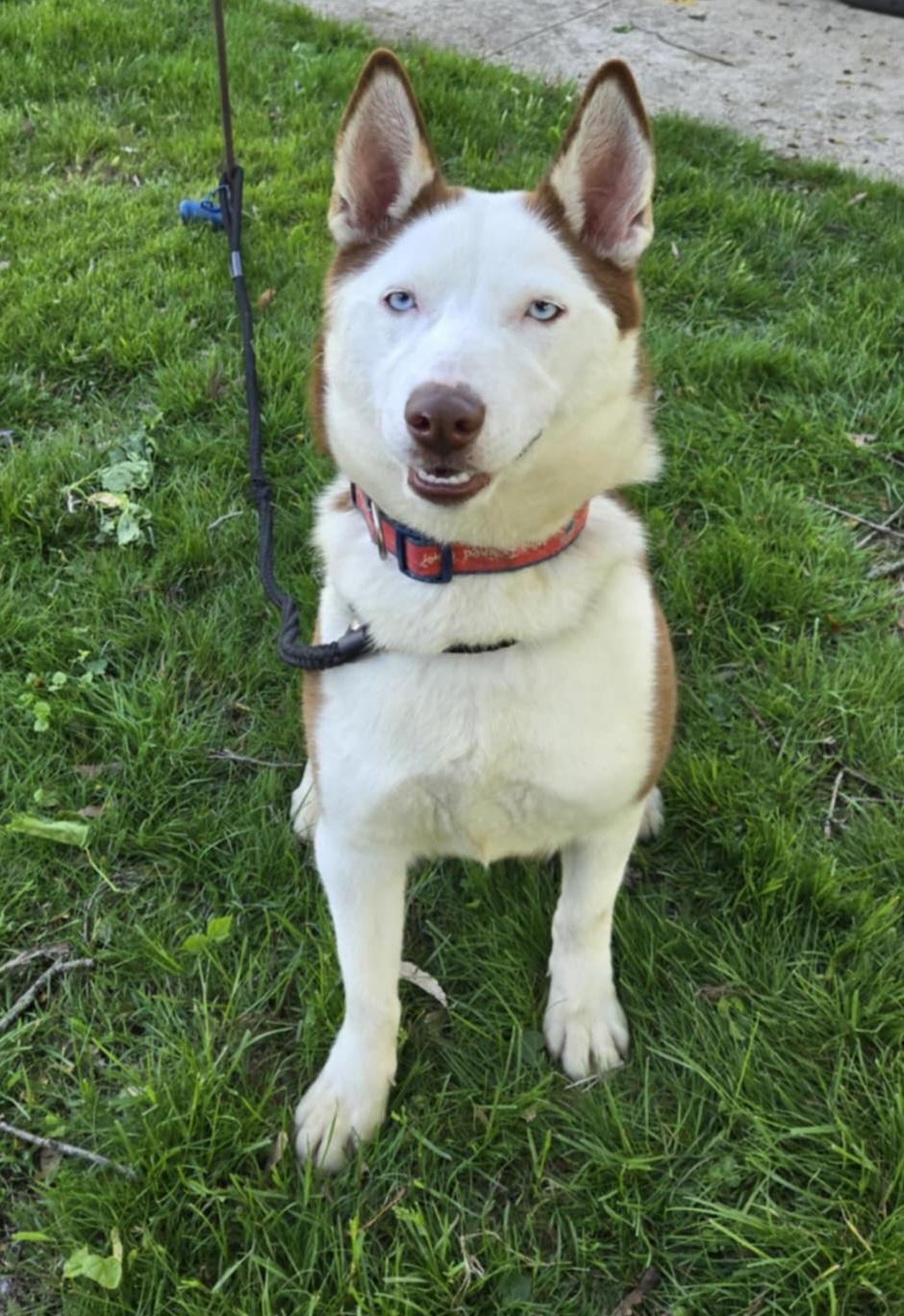 Rosie, a Adoptable mixed breed in Seville, OH image 2/3