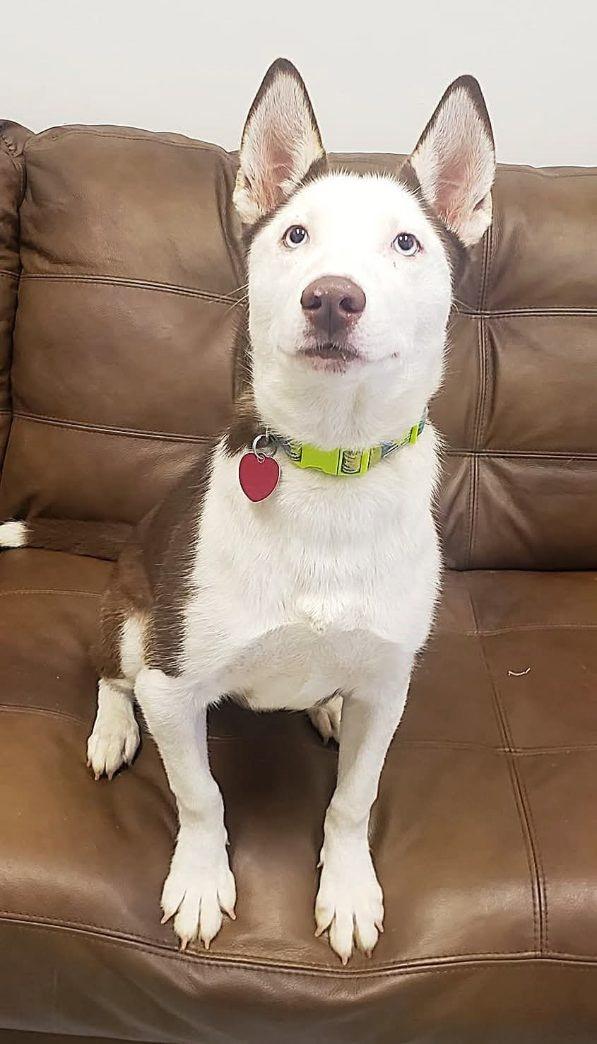 Rosie, Adoptable, Young Female Siberian Husky & Husky.