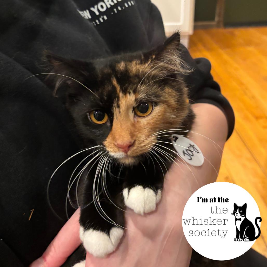 Enlarge Josie, a Adoptable Domestic Long Hair in Oconomowoc, WI image 1/4