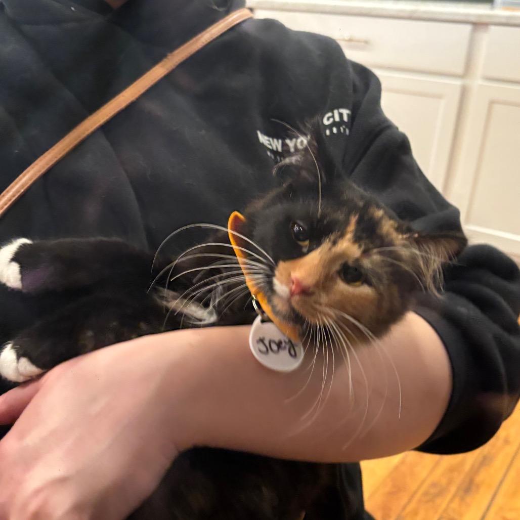 Enlarge Josie, a Adoptable Domestic Long Hair in Oconomowoc, WI image 3/4