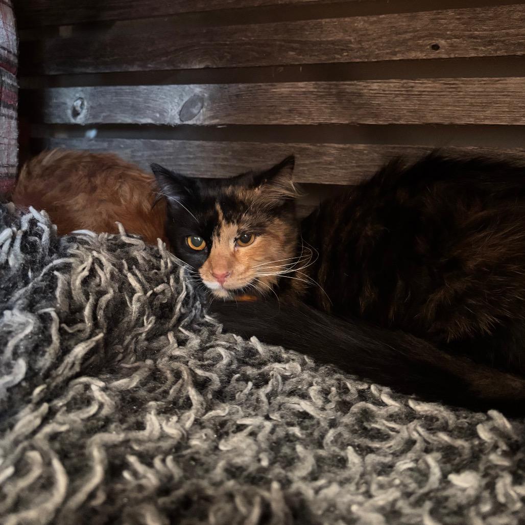 Enlarge Josie, a Adoptable Domestic Long Hair in Oconomowoc, WI image 4/4