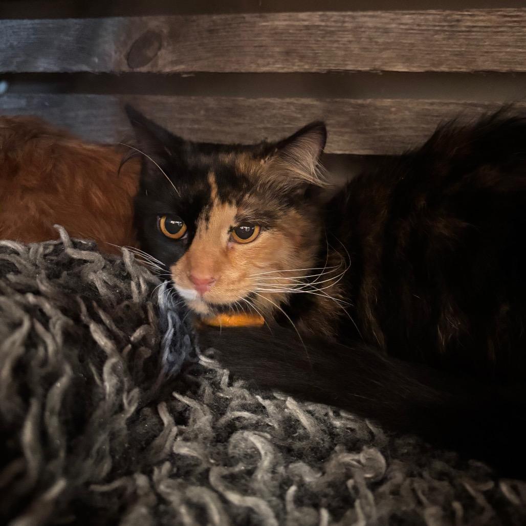 Enlarge Josie, a Adoptable Domestic Long Hair in Oconomowoc, WI image 2/4