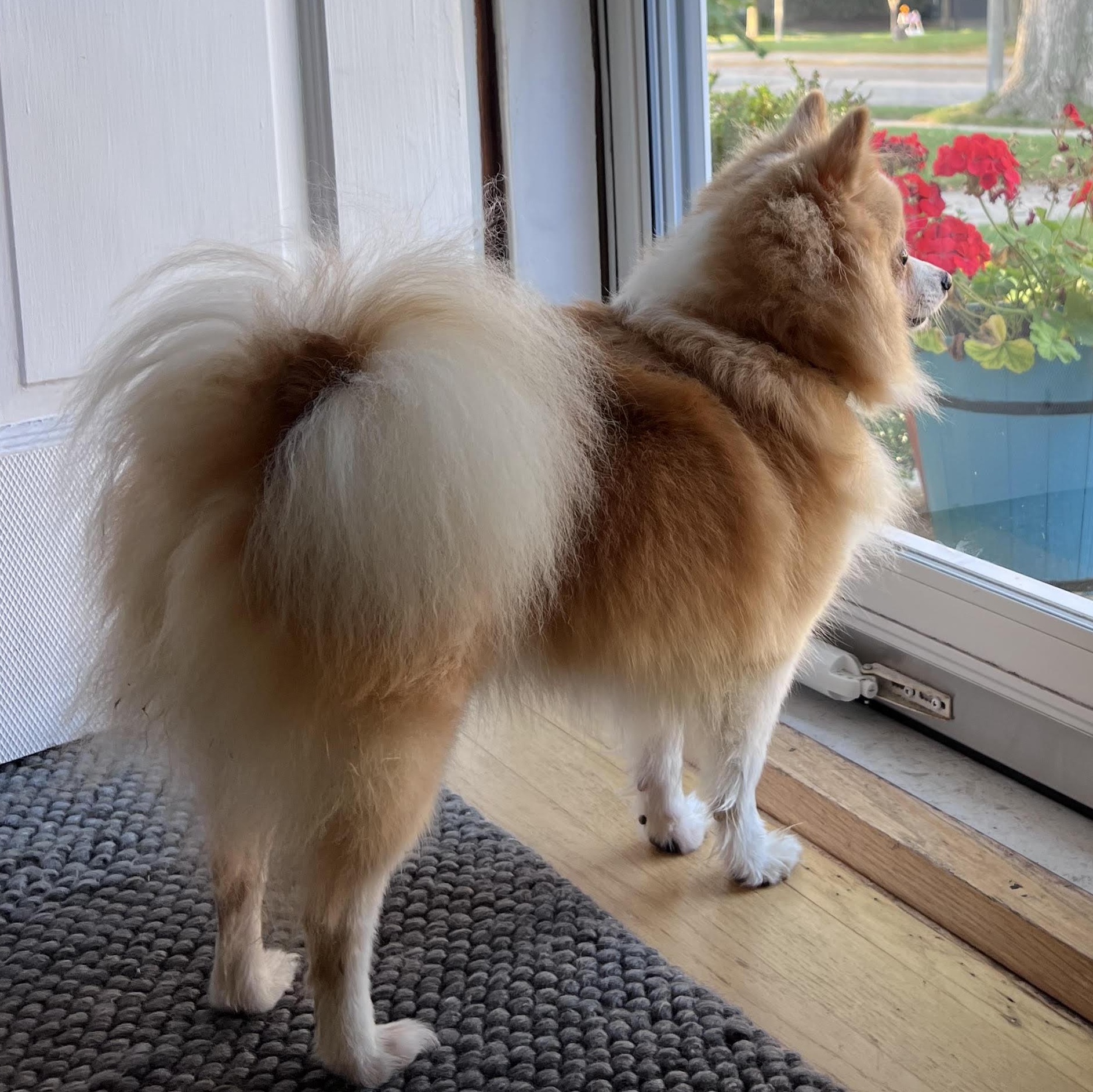 Enlarge Needles - Home Visit in Process, a Adopted Pomeranian in Hartland, WI image 3/6