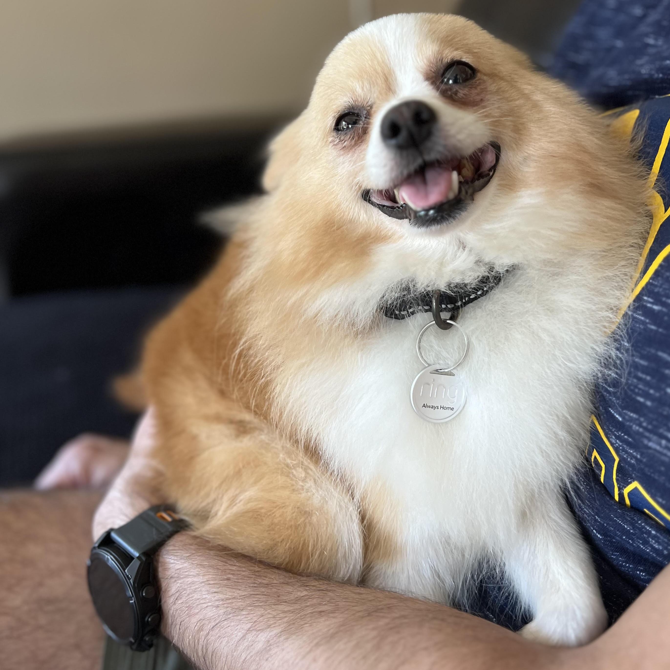 Enlarge Needles - Home Visit in Process, a Adopted Pomeranian in Hartland, WI image 2/6
