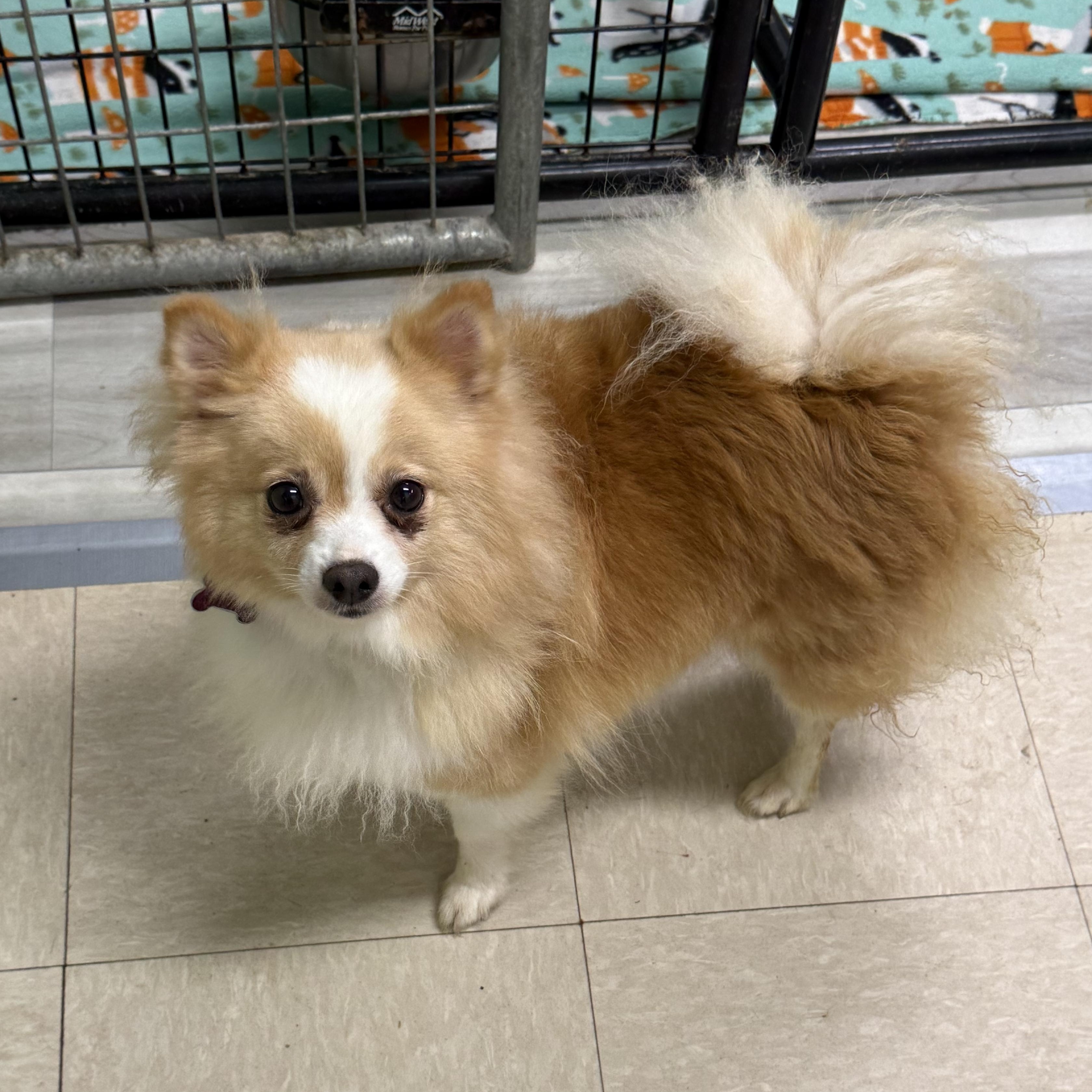 Enlarge Needles - Home Visit in Process, a Adopted Pomeranian in Hartland, WI image 5/6
