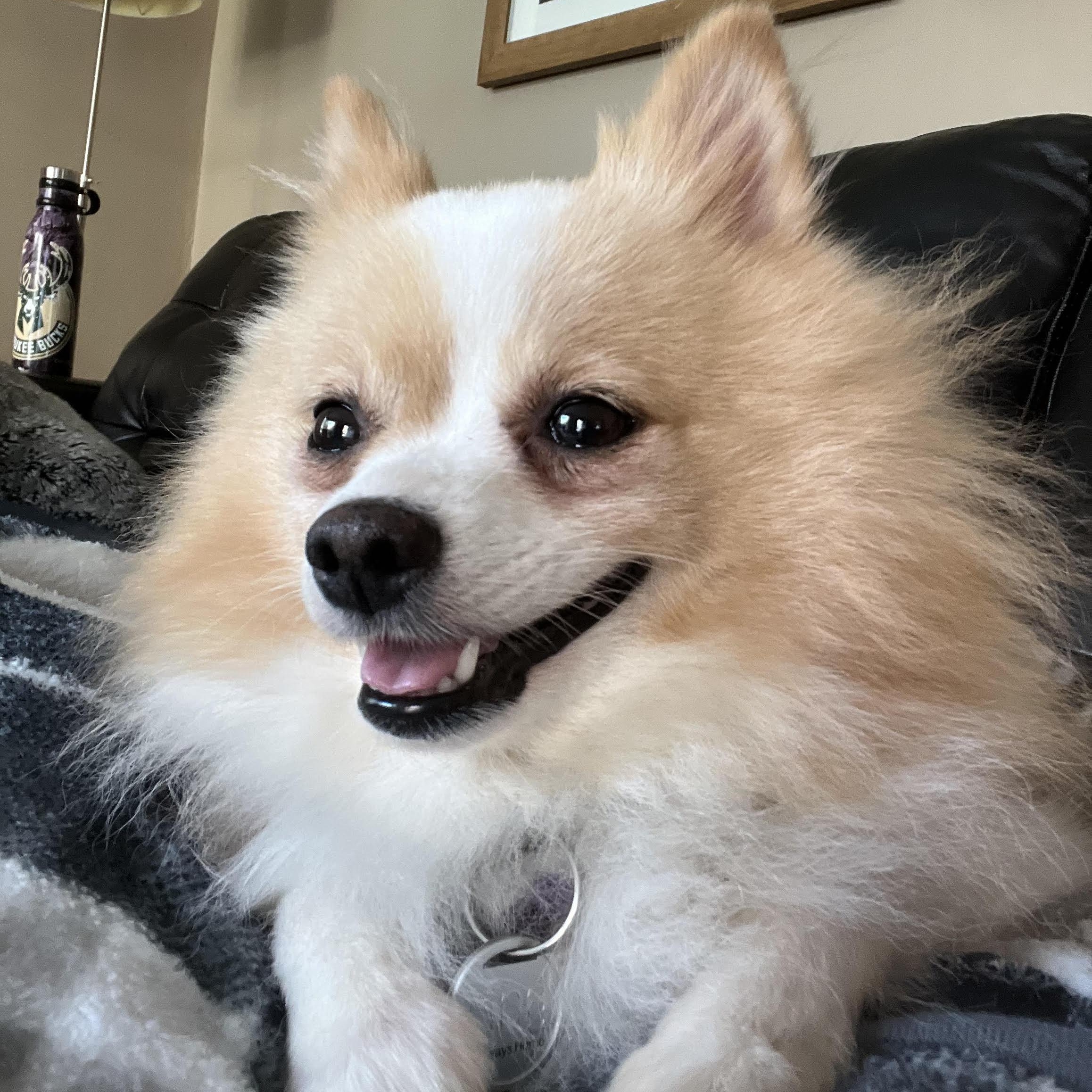 Needles - Home Visit in Process, Adopted, Adult Female Pomeranian.
