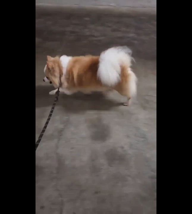 Enlarge Needles - Home Visit in Process, a Adopted Pomeranian in Hartland, WI video 6/6